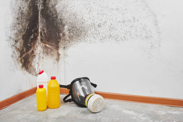 Best Emergency Mold Removal  in Olivet, NJ