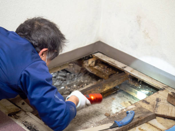 Best Mold Inspection  in Olivet, NJ