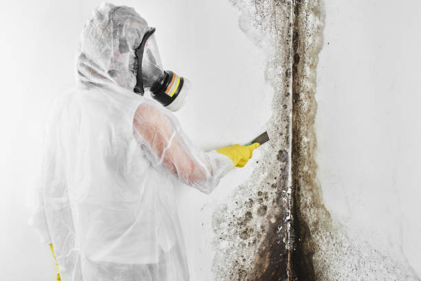 Best Professional Mold Removal  in Olivet, NJ