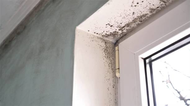 Best Residential Mold Removal  in Olivet, NJ