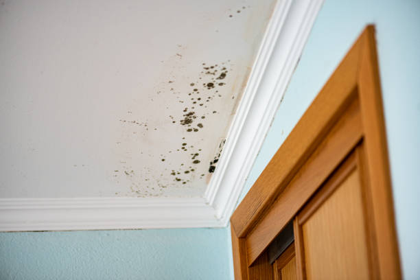 Best Mold Testing  in Olivet, NJ