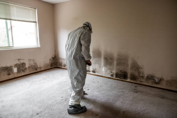 Best Attic Mold Removal  in Olivet, NJ