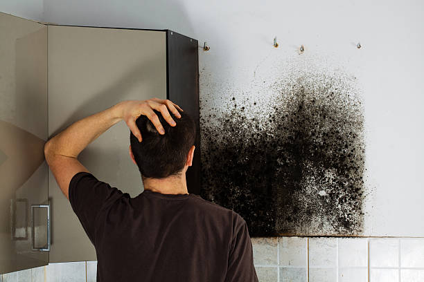 Best Mold Removal Company Near Me  in Olivet, NJ