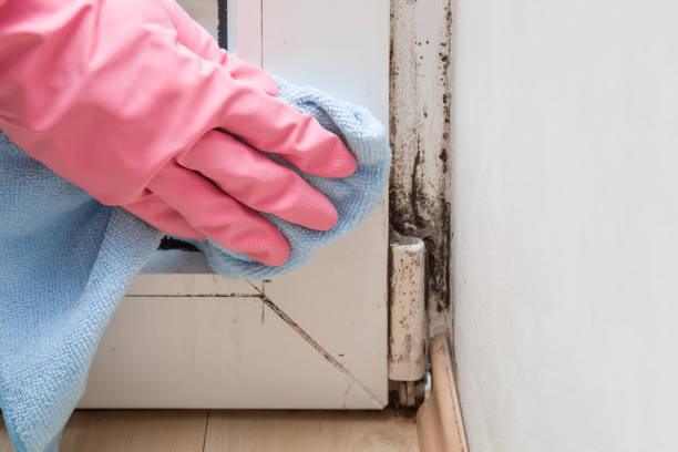Best Crawl Space Mold Removal  in Olivet, NJ