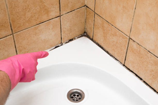 Best Home Mold Removal  in Olivet, NJ