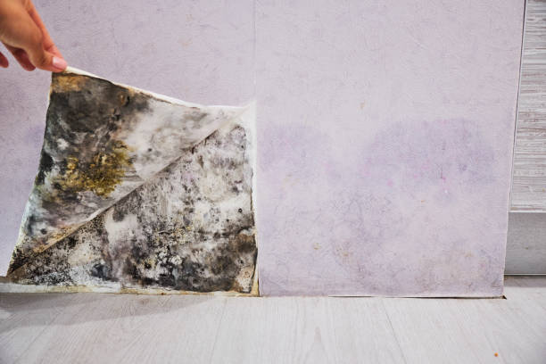 Best Home Mold Removal  in Olivet, NJ